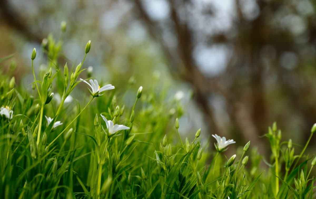 Close-up of a patch of little white flowers