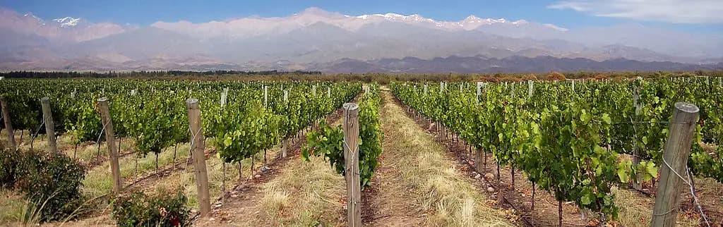 Vineyard at in Argentina