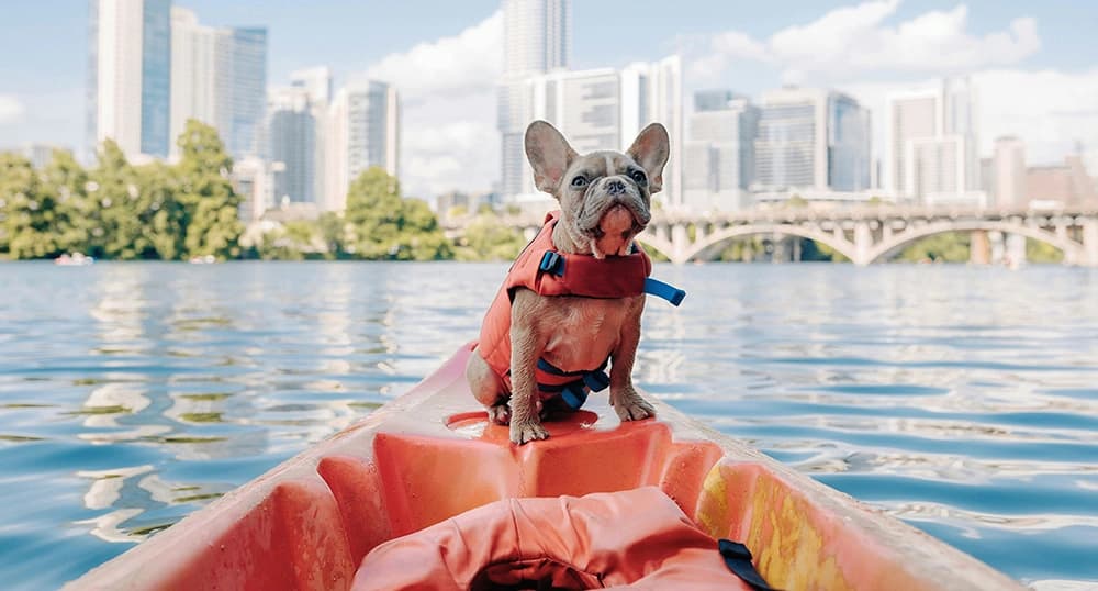 puppy on a canoe